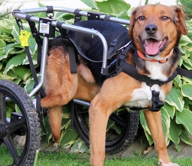 Приют для собак «Эгида»